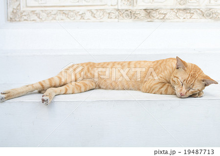 眠たい子猫 19487713