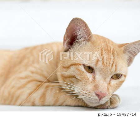 眠たい子猫 19487714