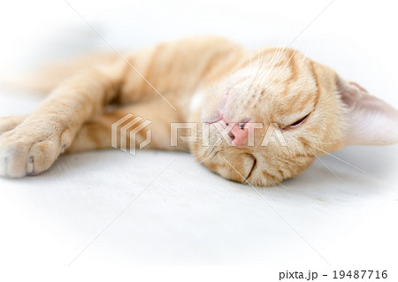 眠たい子猫 19487716