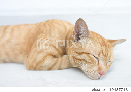 眠たい子猫 眠たい子猫 19487718