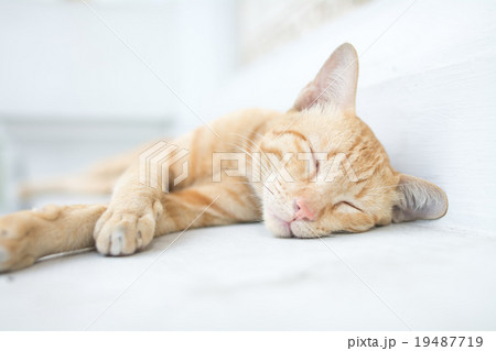 眠たい子猫 眠たい子猫 19487719