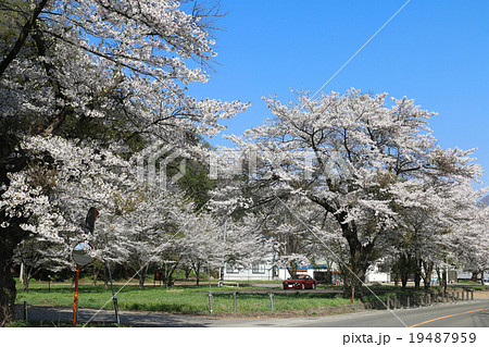 名家の桜 19487959