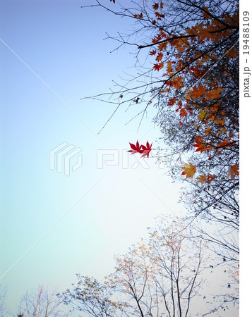 晩秋の紅葉 19488109