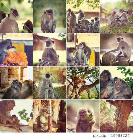 Monkey collage Monkey collage 19488224