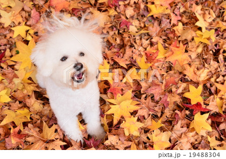秋だねぇ♪ 19488304