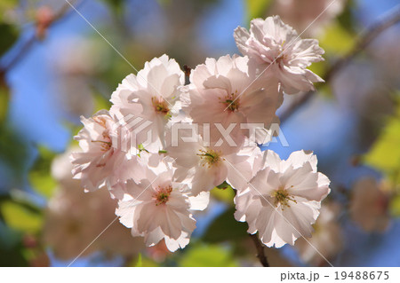 大鹿桜(会津五桜) 19488675