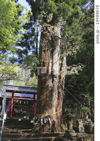 えんむすび桜(磐椅神社) 19488676