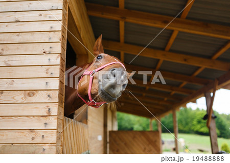 Horse in the stable 19488888
