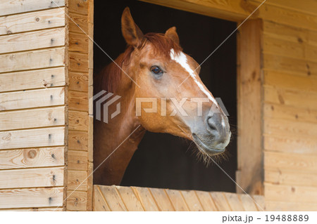 Horse in the stable 19488889