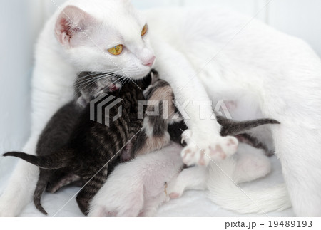 Cat breastfeeding the kittens Cat breastfeeding the kittens 19489193
