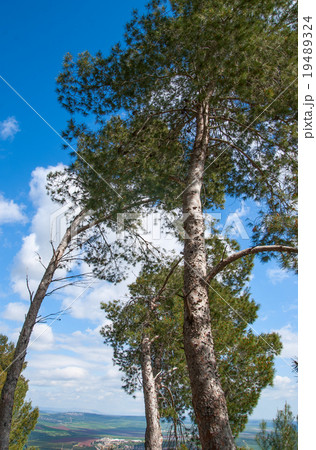 Tree canopy on the background the blue sky 19489324