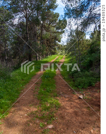 Path in spring green forest 19489325