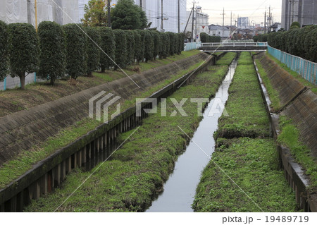 上尾付近を流れる芝川 上尾付近を流れる芝川 19489719