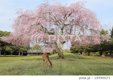 奈良公園 鹿とおかっぱ桜 奈良公園 鹿とおかっぱ桜 19490025