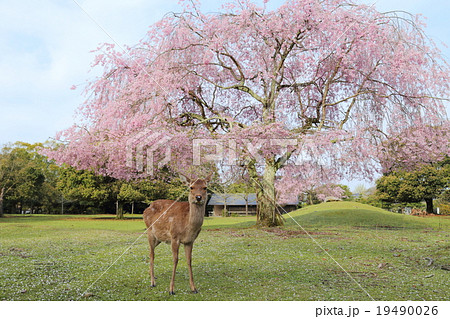 奈良公園　鹿とおかっぱ桜 19490026