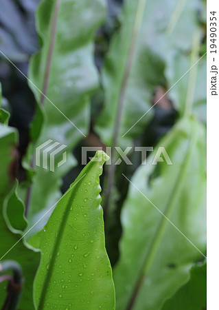 オオタニワタリの若葉と雨雫 19490354