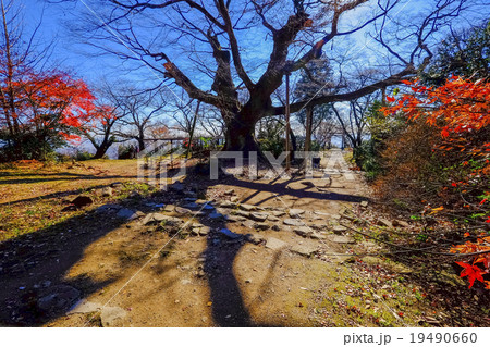 金山の大ケヤキと影 19490660