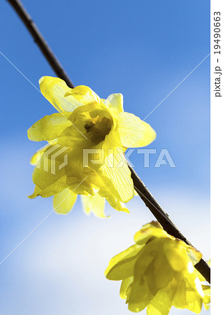 青空とロウバイ 19490663