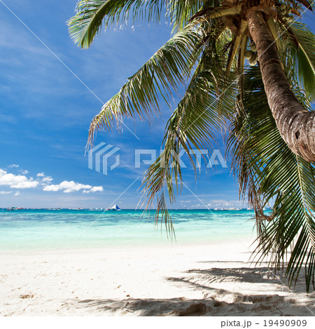 Beautiful palm 19490909