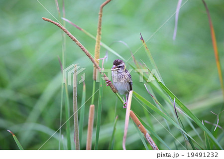 コウヨウジャク 19491232