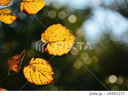 土佐ミズキの黄葉 19491277