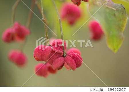 マユミ マユミ 19492207