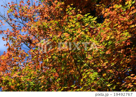 鹿川渓谷の紅葉 19492767