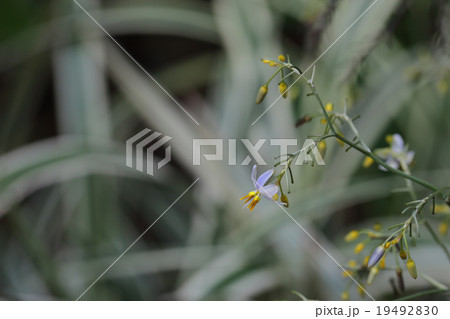 斑入りキキョウランの花 斑入りキキョウランの花 19492830