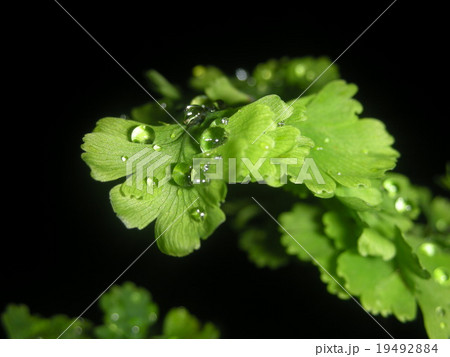 Maidenhair fern with rain drop Maidenhair fern with rain drop 19492884