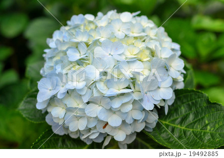Blue Hydrangea flower with Green Leaves 19492885