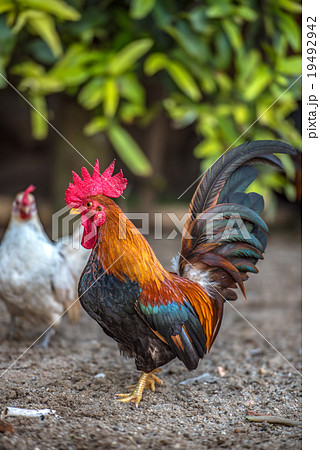 The male and female bantam forage on the ground 19492942