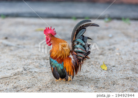 The male  bantam forage on the ground 19492944