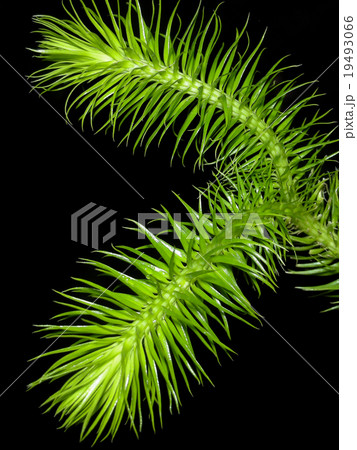 Tassel Fern-Macro Scene 19493066
