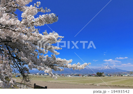神指城跡からの磐梯山 神指城跡からの磐梯山 19493542