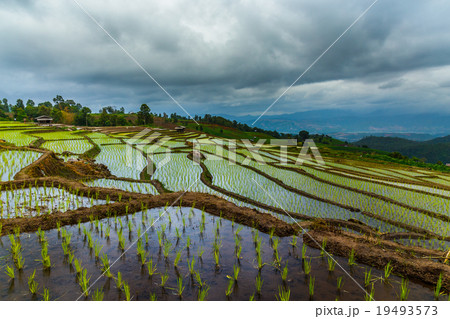 The rice field on the mountain. The rice field on the mountain. 19493573