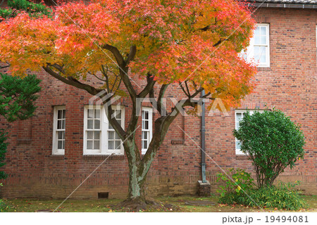 晩秋のキャンパス 晩秋のキャンパス 19494081