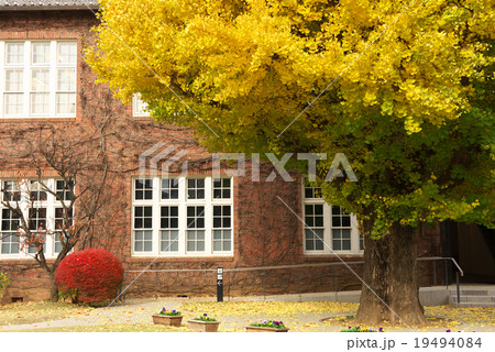 晩秋のキャンパス 19494084