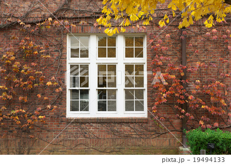 晩秋のキャンパス 19494133