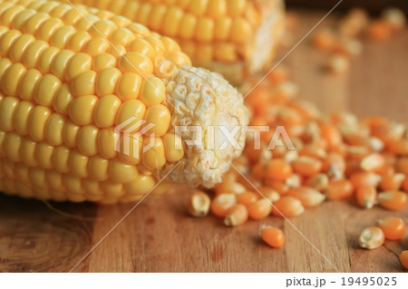 Corn and dried seeds 19495025