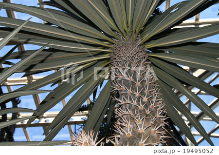 アアソウカイ アアソウカイ 19495052