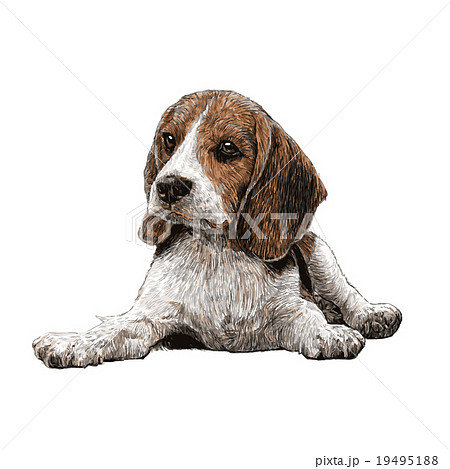 beagle hand drawn 19495188