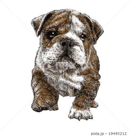 bulldog hand drawn 19495212