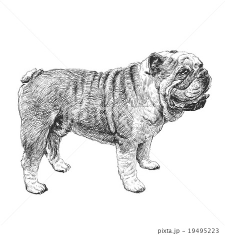 bulldog hand drawn bulldog hand drawn 19495223