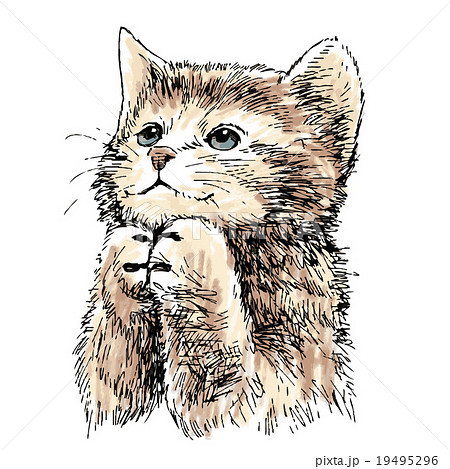 lovely kitten hand drawn vector lovely kitten hand drawn vector 19495296