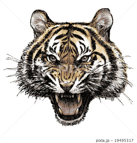 Head Of Angry Tiger Hand Drawnのイラスト素材