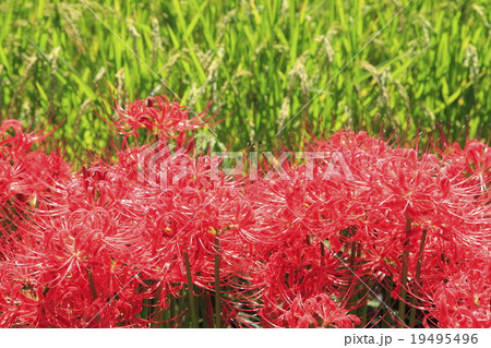 彼岸花 19495496