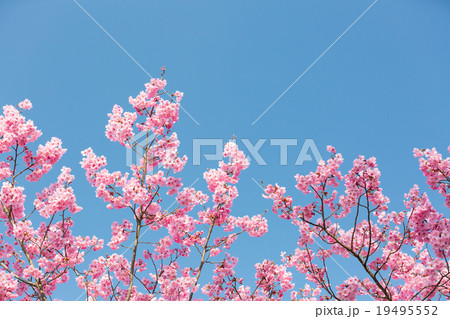 桜と青空 桜と青空 19495552
