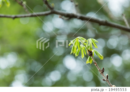 マロニエの新芽 マロニエの新芽 19495553