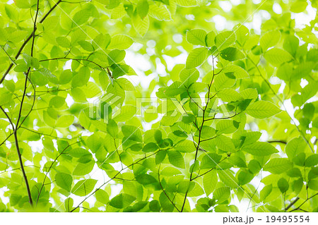 ブナの新緑 ブナの新緑 19495554