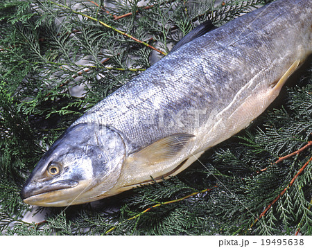 鮭の乾物 19495638